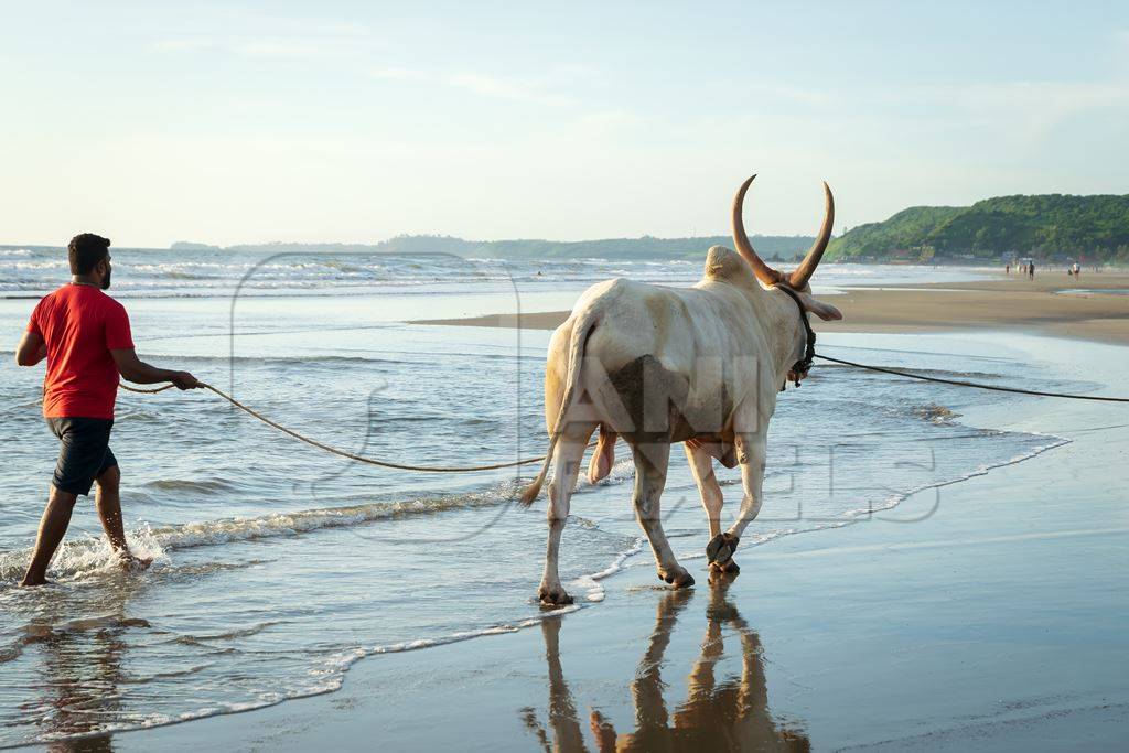 Large bullock or bull on the beach with two men in Goa, India