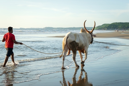 Large bullock or bull on the beach with two men in Goa, India