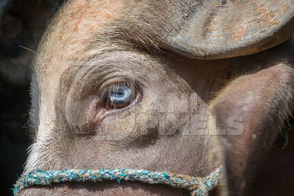 Close up of eye of farmed buffalo tied up on urban buffalo dairy farm in Maharashtra, India, 2017