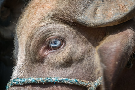 Close up of eye of farmed buffalo tied up on urban buffalo dairy farm in Maharashtra, India, 2017