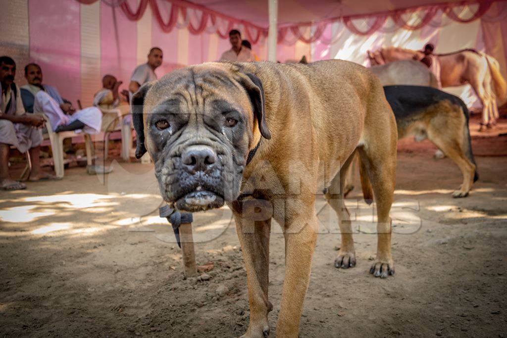 Pedigree boxer dog on show in a tent at Sonepur mela in Bihar, India :  Anipixels