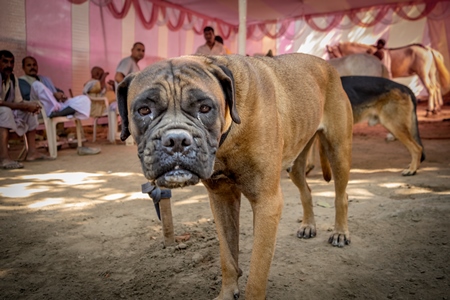 Pedigree boxer dog on show in a tent at Sonepur mela in Bihar, India