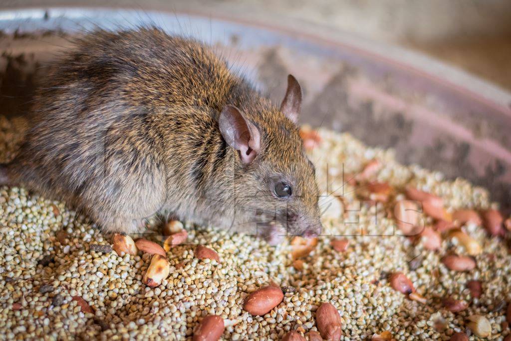 Urban rat in Karni Mata rat temple in Bikaner in India