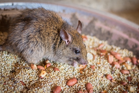 Urban rat in Karni Mata rat temple in Bikaner in India