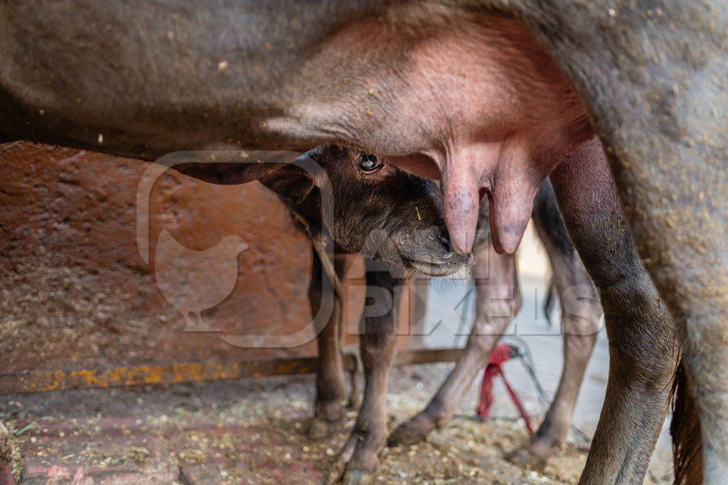 Indian dairy buffalo calf with her mother on an urban tabela, Pune, Maharashtra, India, 2024