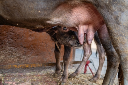 Indian dairy buffalo calf with her mother on an urban tabela, Pune, Maharashtra, India, 2024