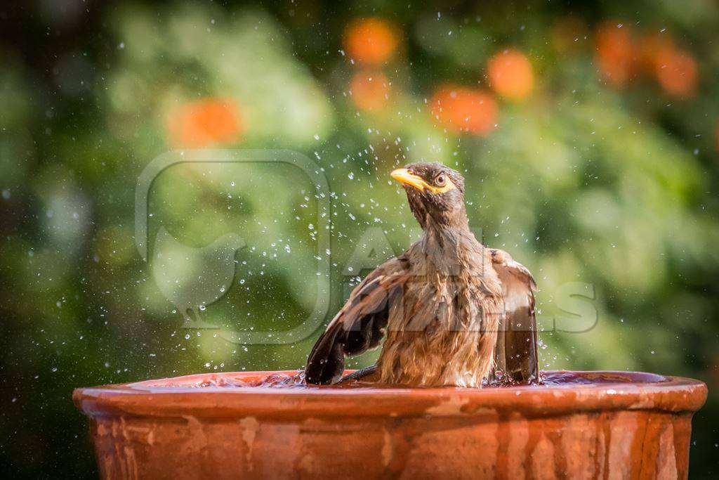 Indian mynah bird bathing and drinking from water bowl