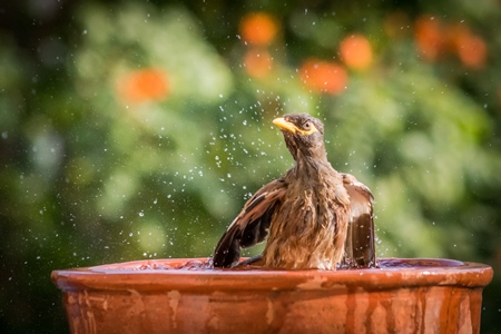 Indian mynah bird bathing and drinking from water bowl