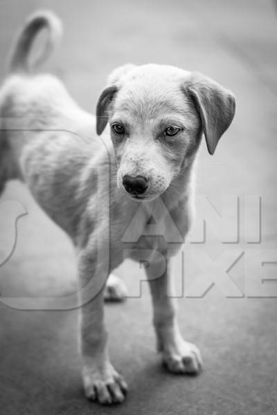 Stray cute street puppy dog on road