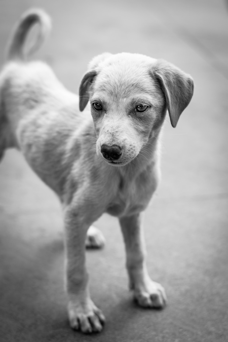 Stray cute street puppy dog on road