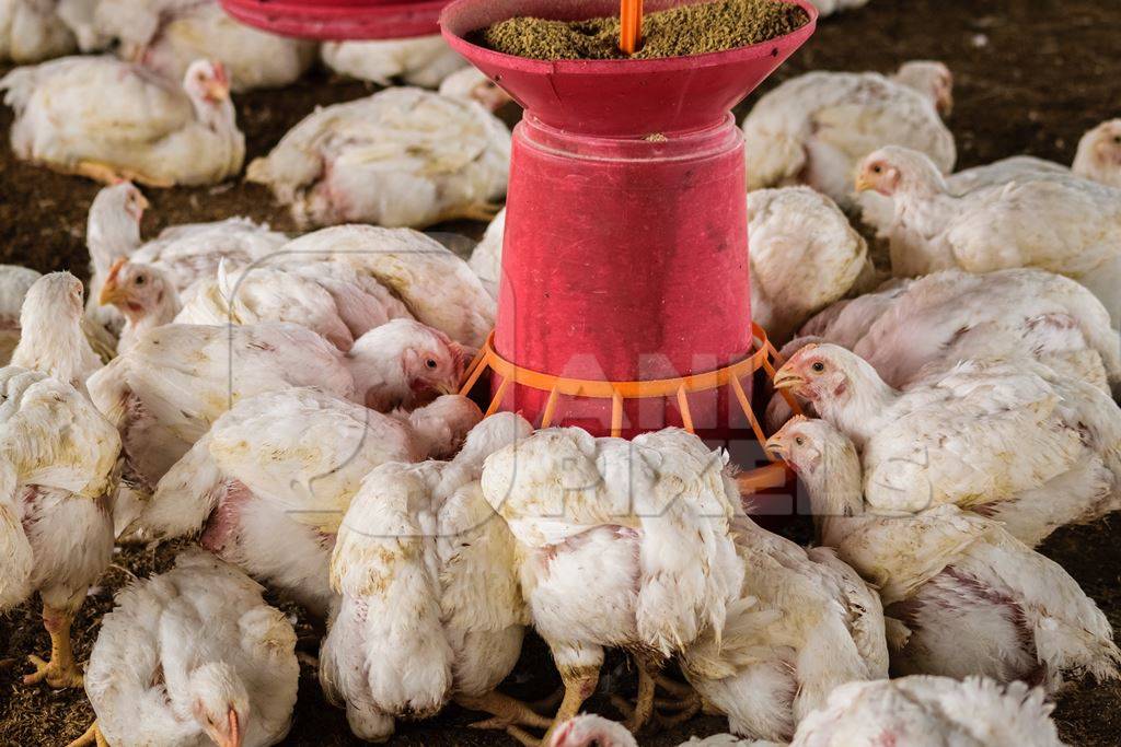 White broiler chickens raised for meat on a large poultry broiler farm in Maharashtra in India