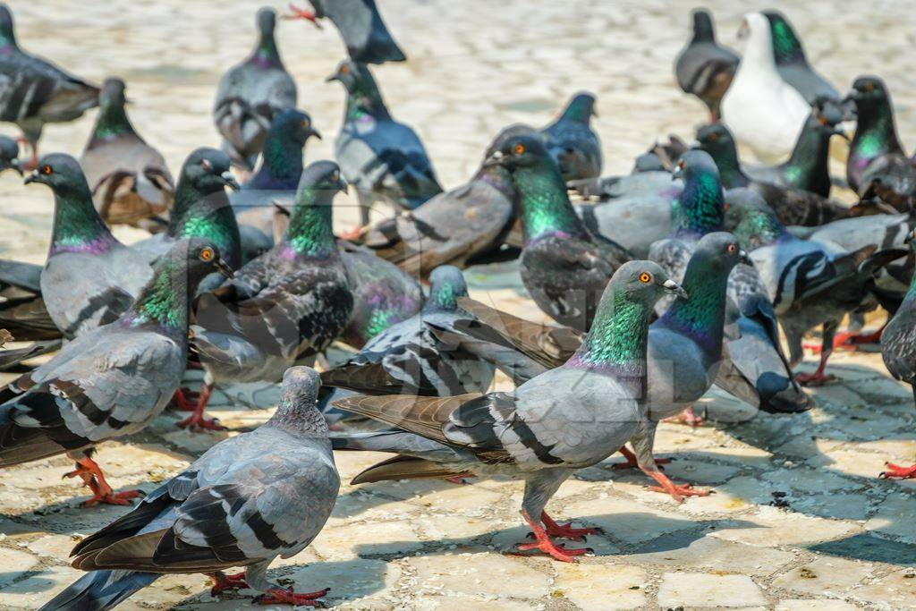 Flock of grey urban pigeons with some birds flying eating seeds in a courtyard of a temple