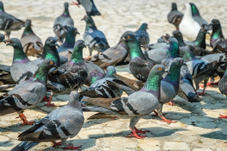 Flock of grey urban pigeons with some birds flying eating seeds in a courtyard of a temple