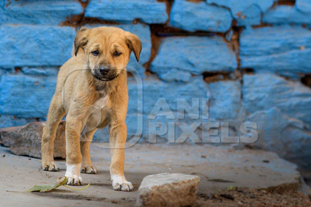 Small Indian street dog puppy or stray pariah dog puppy with blue wall background in the urban city of Jodhpur, India, 2022