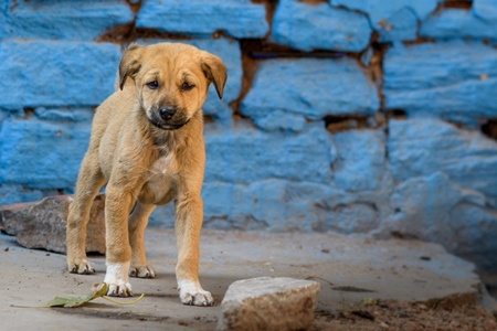 Small Indian street dog puppy or stray pariah dog puppy with blue wall background in the urban city of Jodhpur, India, 2022