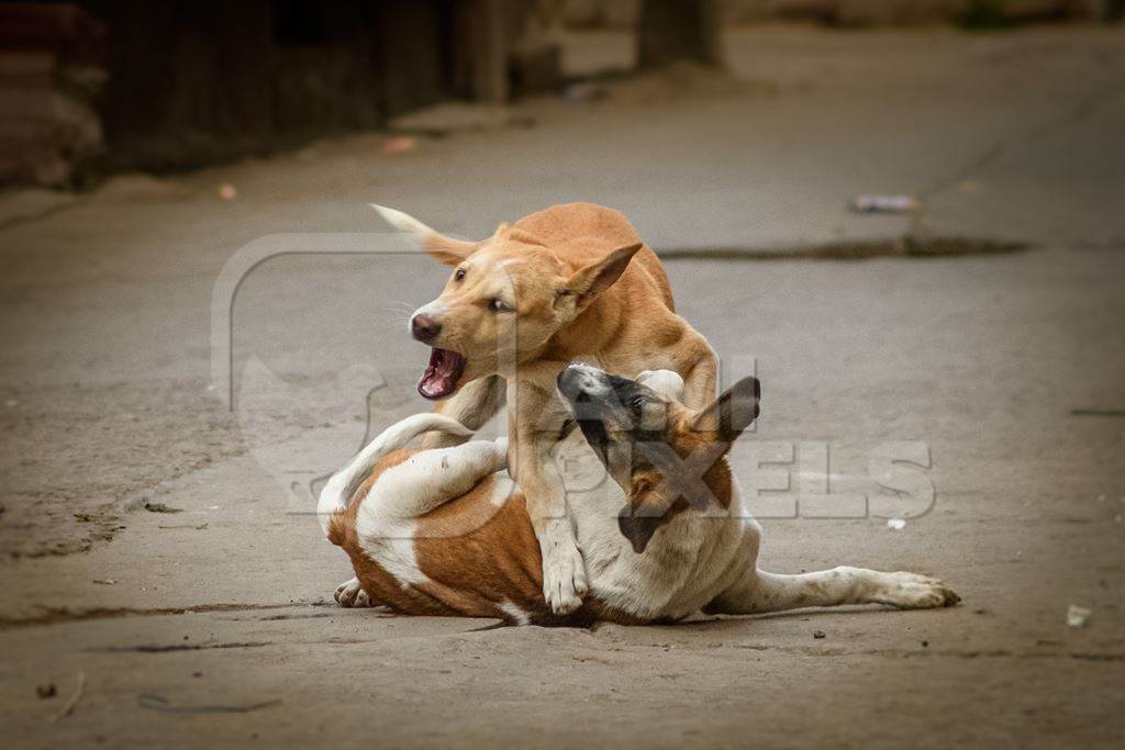 Indian street dogs playing in road the urban city of Jodhpur, Rajasthan, India, 2022