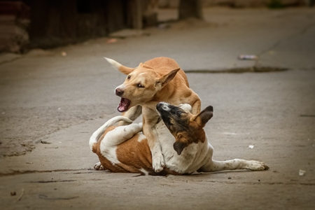 Indian street dogs playing in road the urban city of Jodhpur, Rajasthan, India, 2022