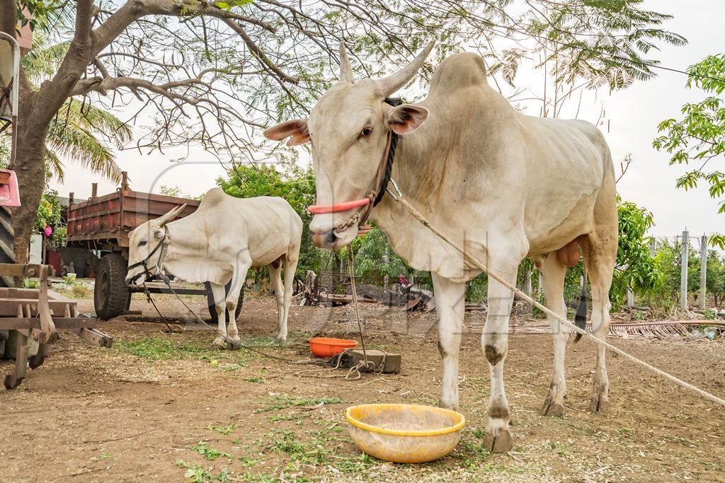 Working Indian bullocks or cows used for animal labour tied up with nose rope on a farm in rural Maharashtra, India, 2021