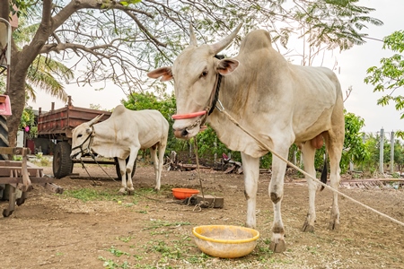 Working Indian bullocks or cows used for animal labour tied up with nose rope on a farm in rural Maharashtra, India, 2021