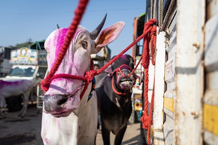 Two Indian bullocks decorated with pink Holi powder and tied  to a truck at Chakan Cow and Buffalo Market, Maharashtra, India, 2024