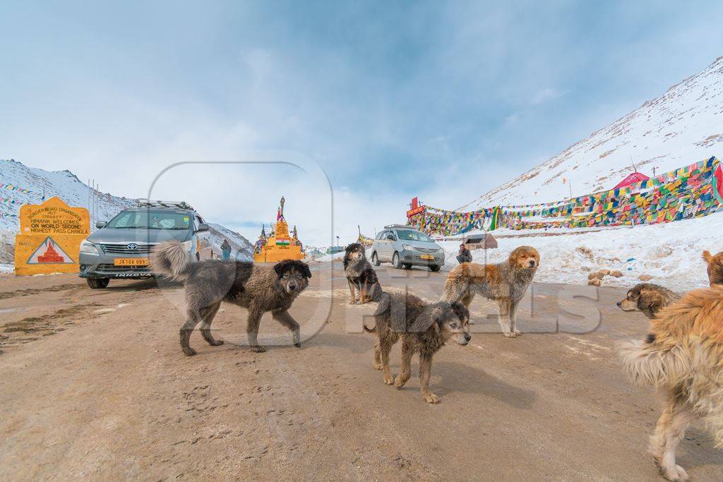 Stray Indian street dogs in the Himalayan mountains in Ladakh, India