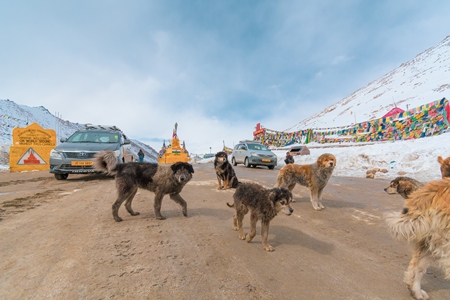 Stray Indian street dogs in the Himalayan mountains in Ladakh, India