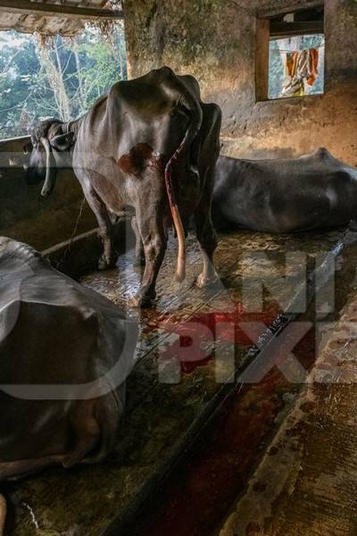 A river of blood flows from a farmed Indian buffalo in a concrete shed on an urban dairy farm or tabela, Aarey milk colony, Mumbai, India, 2023