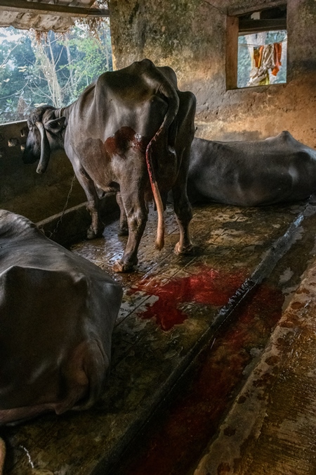 A river of blood flows from a farmed Indian buffalo in a concrete shed on an urban dairy farm or tabela, Aarey milk colony, Mumbai, India, 2023