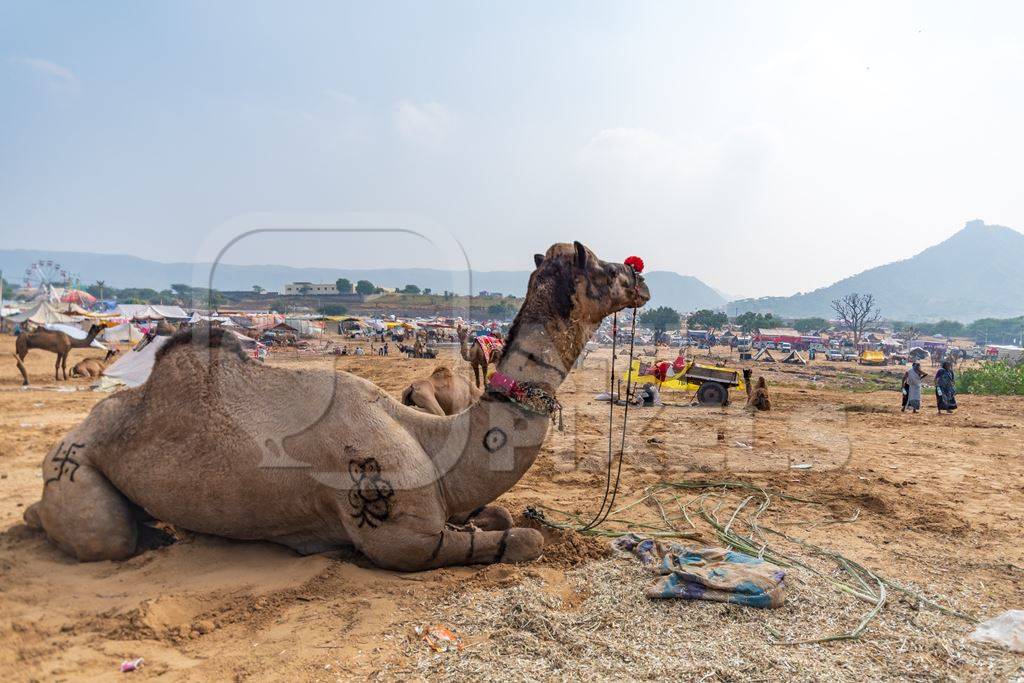 Decorated Indian camels in a field at Pushkar camel fair or mela in Rajasthan, India, 2019