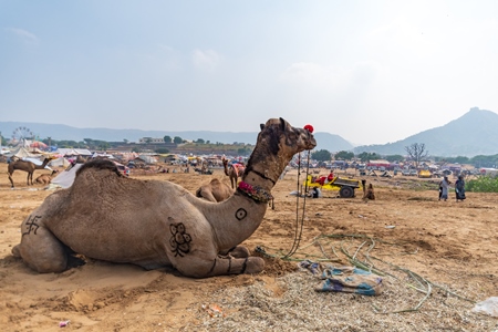 Decorated Indian camels in a field at Pushkar camel fair or mela in Rajasthan, India, 2019