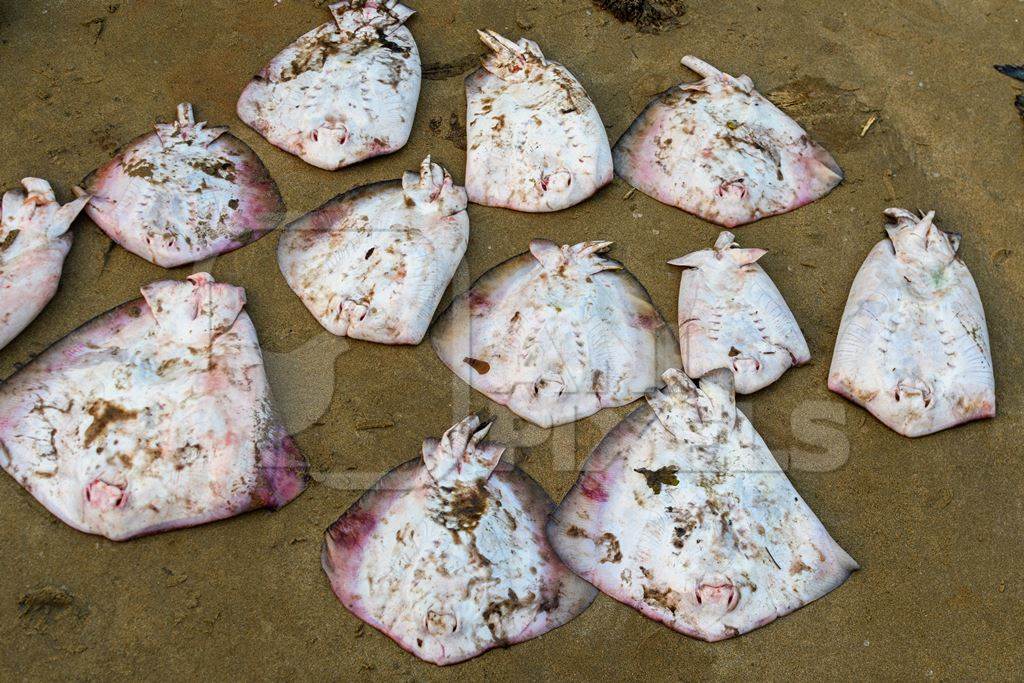 Many dead Indian stingrays on sale at Malvan fish market on beach in Malvan, Maharashtra, India, 2022