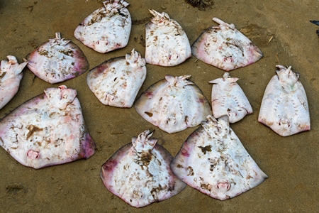 Many dead Indian stingrays on sale at Malvan fish market on beach in Malvan, Maharashtra, India, 2022