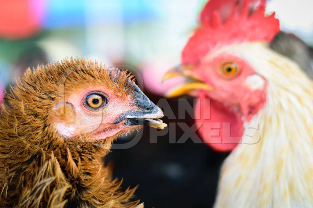 Chickens on sale in a cage at Juna Bazaar in Pune in India