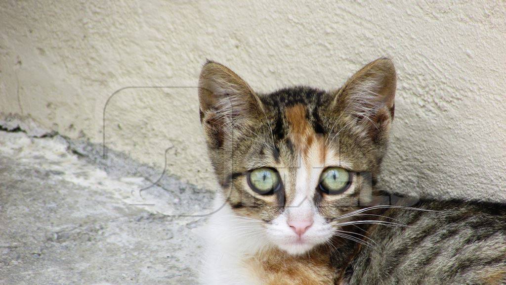 Calico street kitten looking at camera