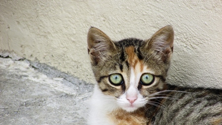 Calico street kitten looking at camera