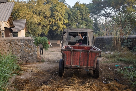 The truck which collects dead Indian buffalo calves on an urban dairy farm or tabela, Aarey milk colony, Mumbai, India, 2023