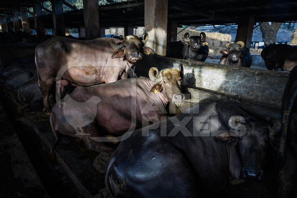 Indian buffaloes tied up in a shed on an urban dairy farm or tabela, Aarey milk colony, Mumbai, India, 2023