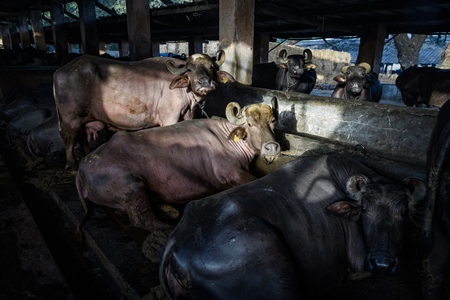 Indian buffaloes tied up in a shed on an urban dairy farm or tabela, Aarey milk colony, Mumbai, India, 2023