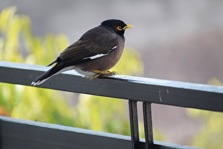 Indian mynah bird sitting on railings