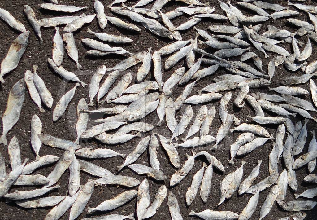 Many silver sardine fish laid out to dry