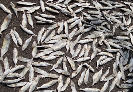 Many silver sardine fish laid out to dry