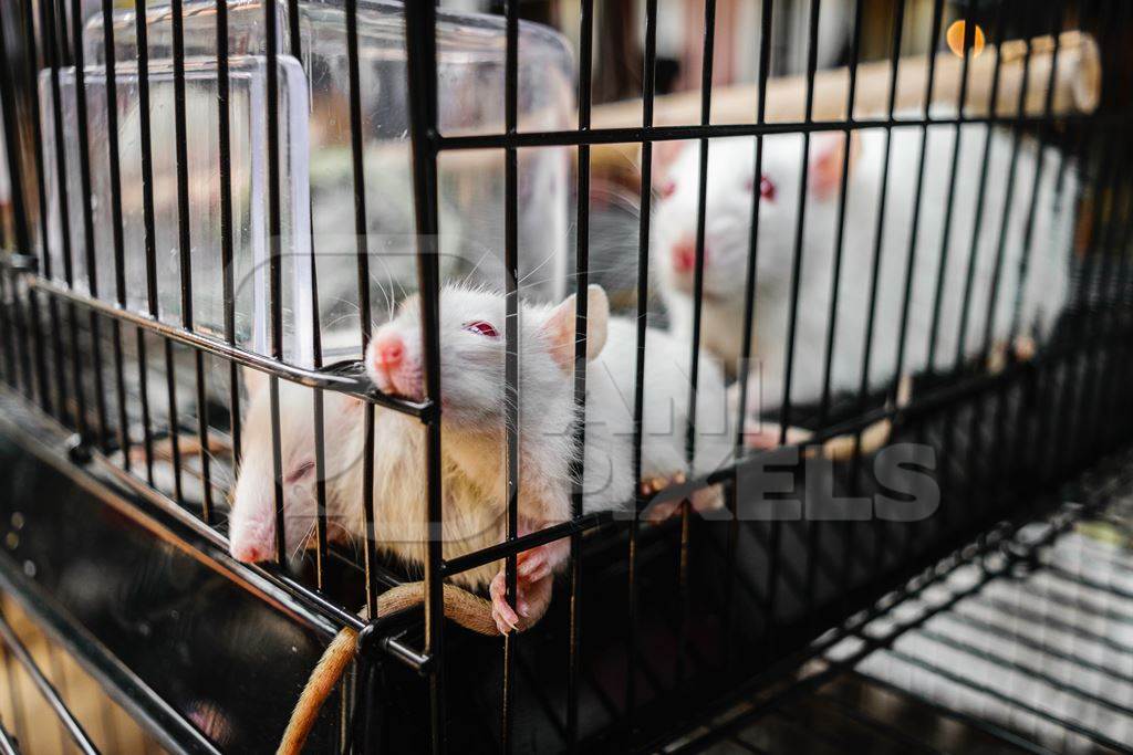 White pet rats or mice in cage on sale at Crawford pet market