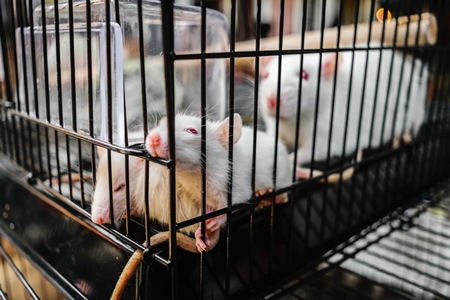 White pet rats or mice in cage on sale at Crawford pet market