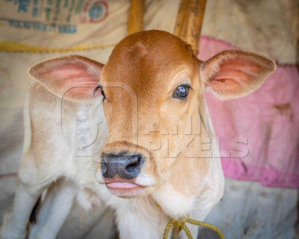 Cute brown Indian calf tied up at Sonepur cattle fair or mela in Bihar, India