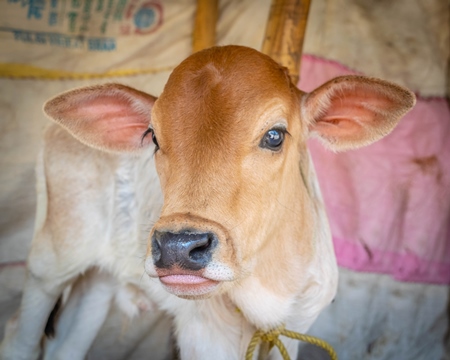 Cute brown Indian calf tied up at Sonepur cattle fair or mela in Bihar, India