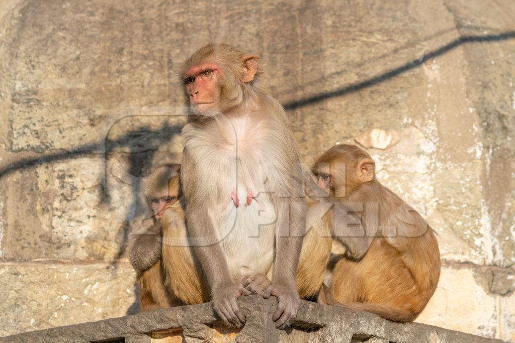 Group of Indian macaque monkeys at Galta Ji monkey temple near Jaipur in Rajasthan in India