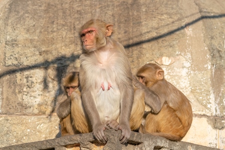 Group of Indian macaque monkeys at Galta Ji monkey temple near Jaipur in Rajasthan in India