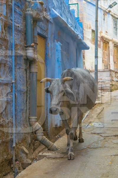 Indian street cow or bullock walking on the street in the urban city of Jodhpur in Rajasthan in India with blue wall background