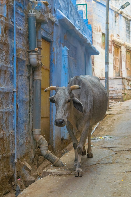 Indian street cow or bullock walking on the street in the urban city of Jodhpur in Rajasthan in India with blue wall background