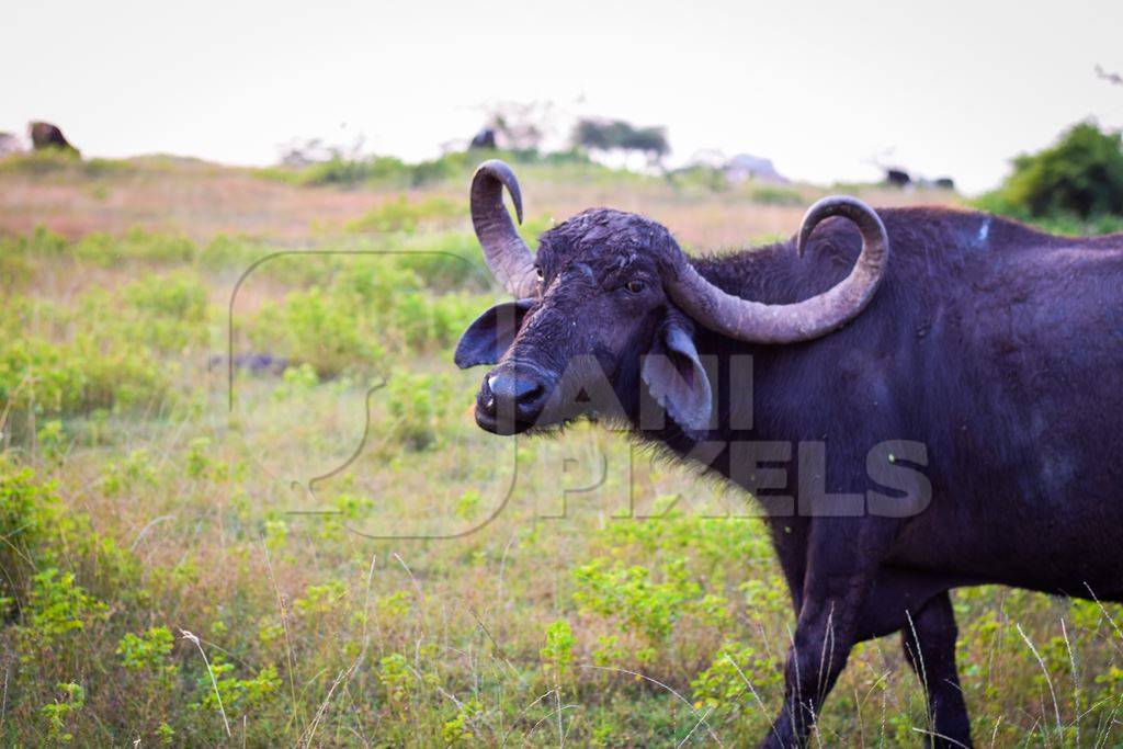 Farmed buffaloes in a green field on the outskirts of an urban city